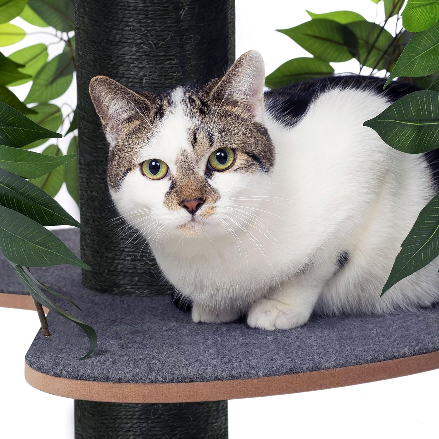 Arbre Chat Design Naturel Feuilles