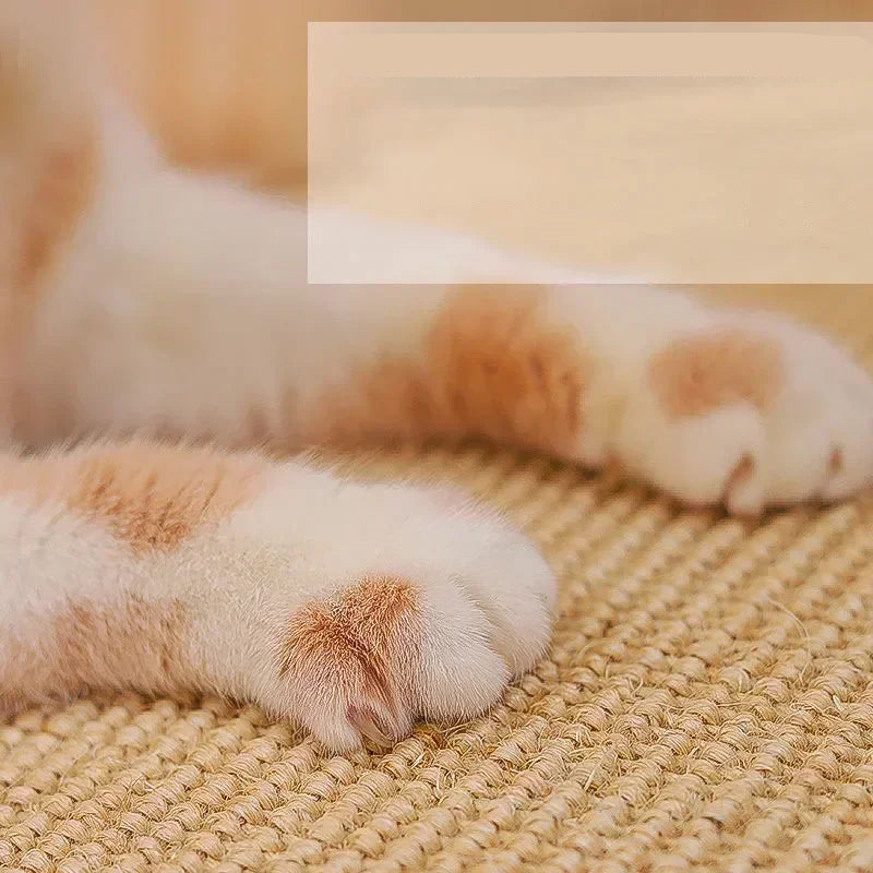 Protection Griffoir Chat Meuble Canapé Mural