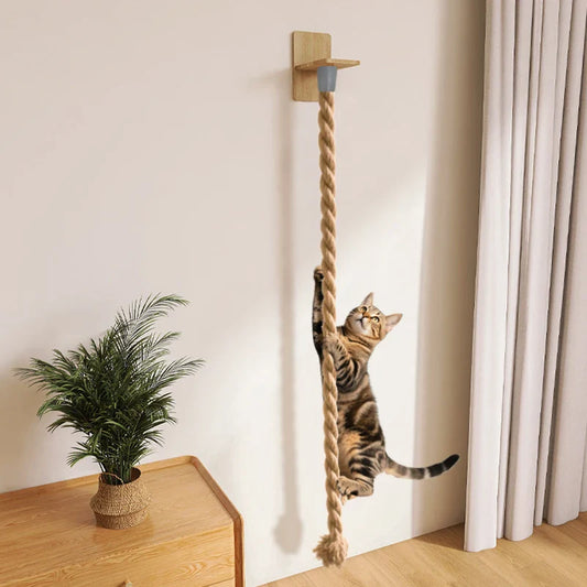Arbre Chat Mural Corde Escalade